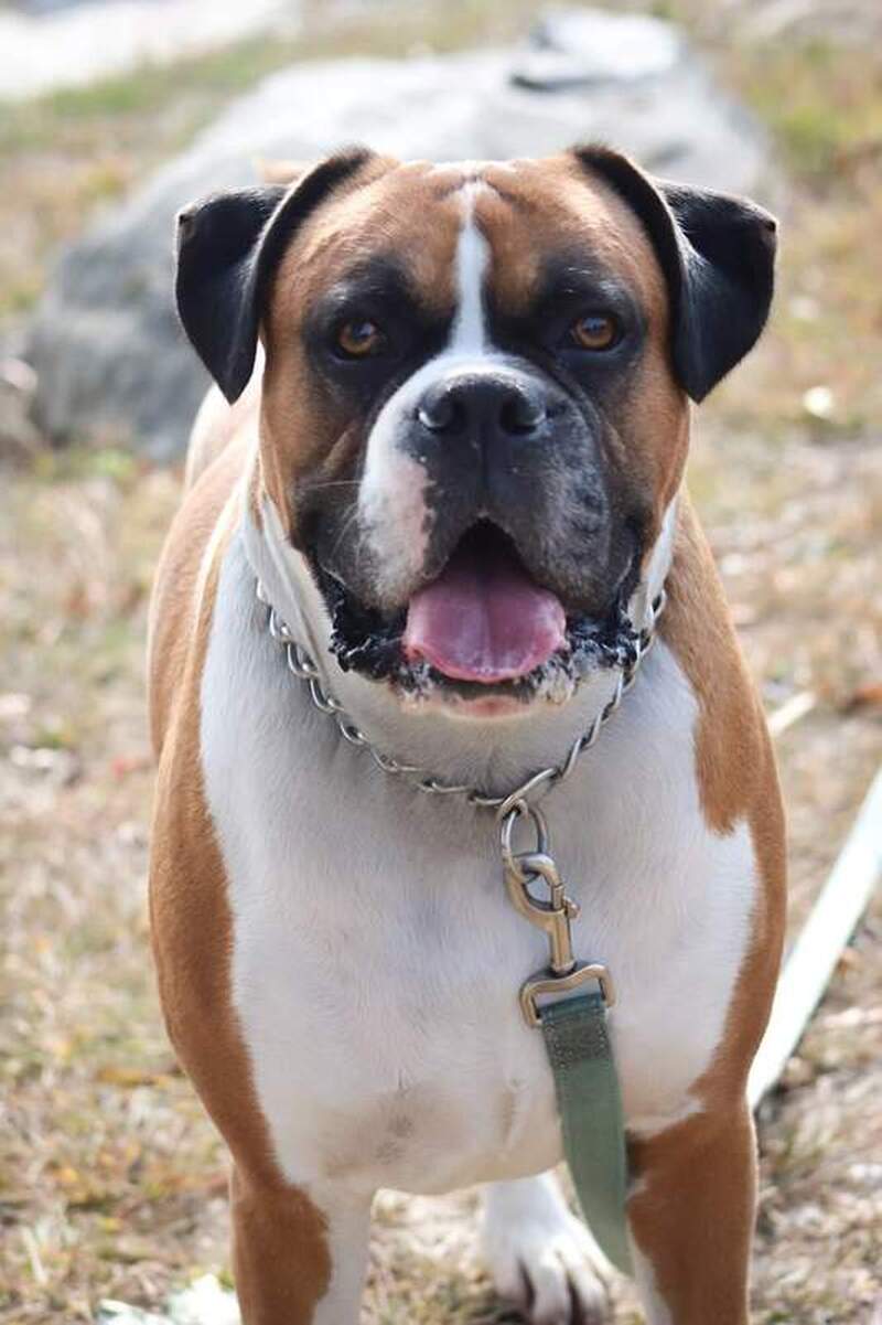 Pet Portraits