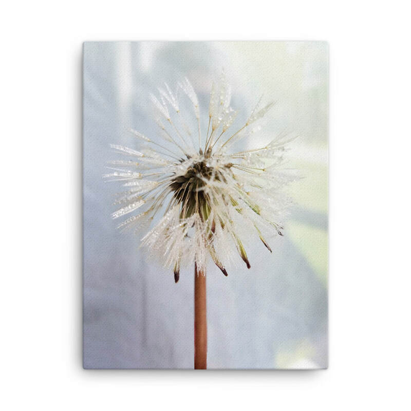 Dandelion Flower Canvas, Flower Nature Spring Photo Canvas