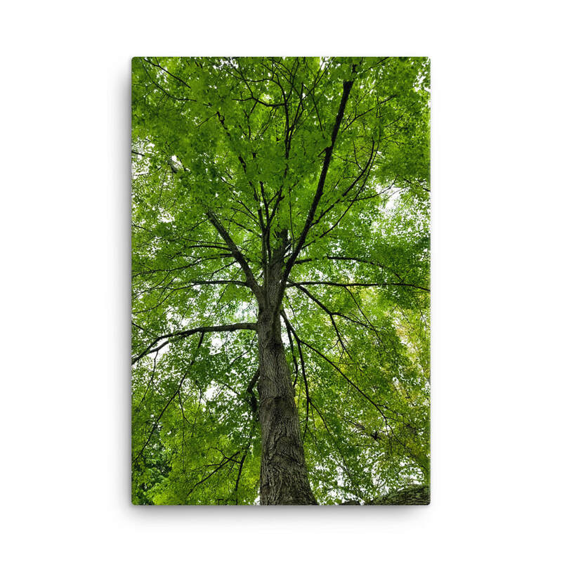 Summer Trees- Green Canvas, Forest Photo Nature Canvas